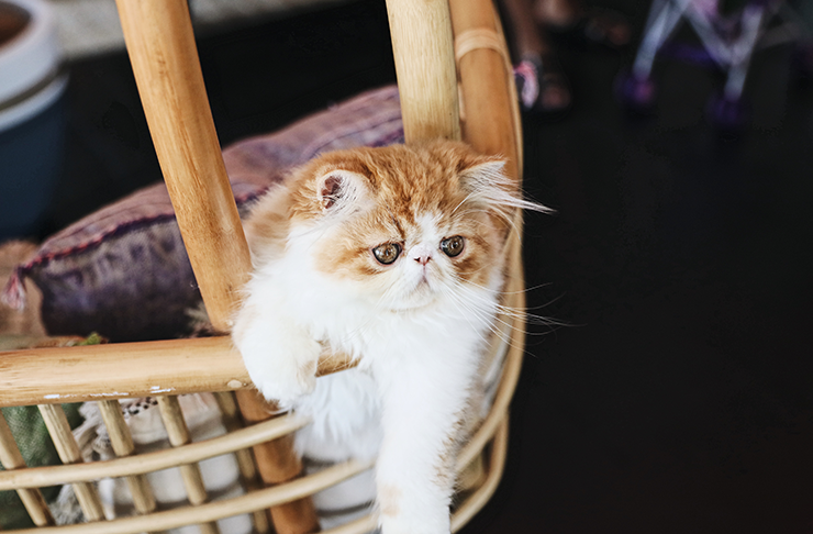  Cats  With Jobs  Meet Australia s Busiest And Fluffiest 